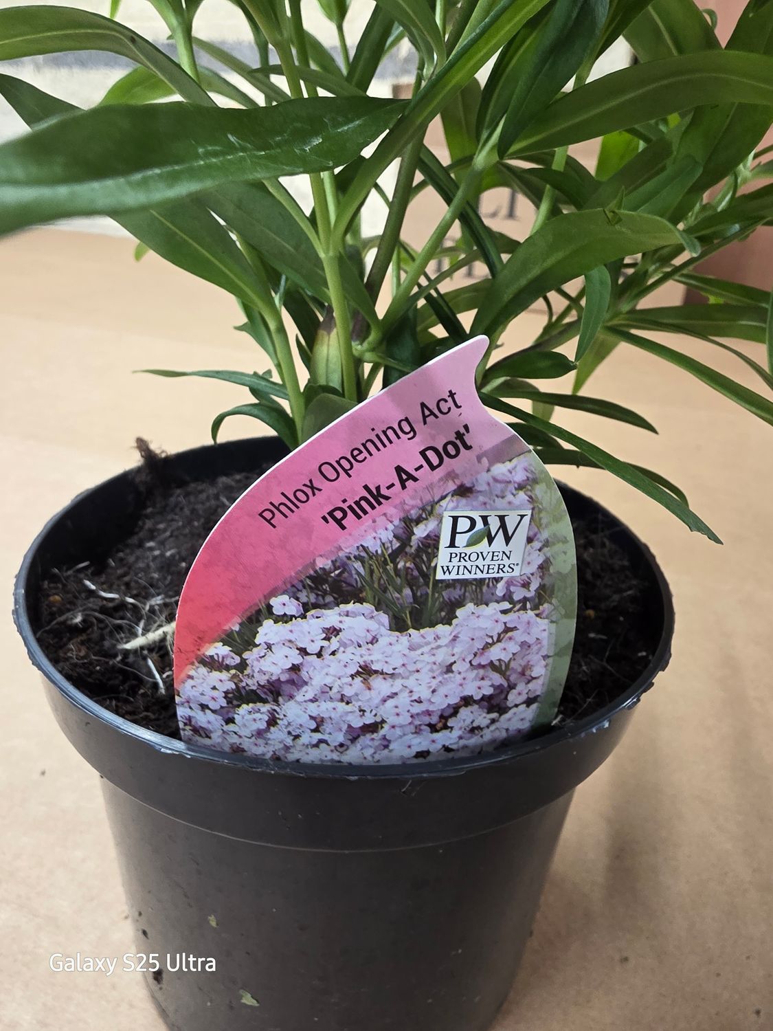 Phlox "Pink-A-Dot"