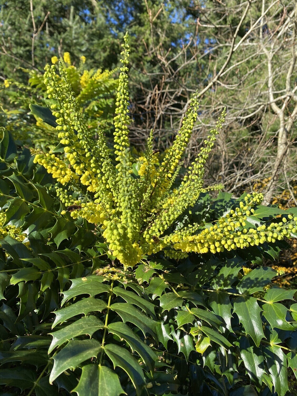 Mahonia 'Winter Sun' Hardy Winter Flowering evergreen shrub . Happy In any reasonable soil type . Medium Size.
