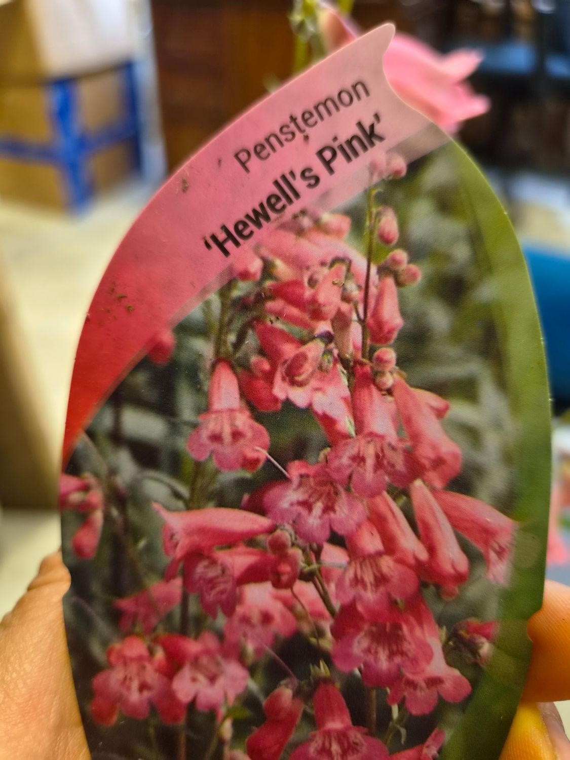Penstemon Hewell's Pink , semi evergreen perennial. Pink tubular to bell like flowers from June until October. Good in sun or half shade . Planting time is from now In pots or beds