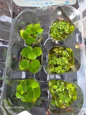 Floating plants 6pack