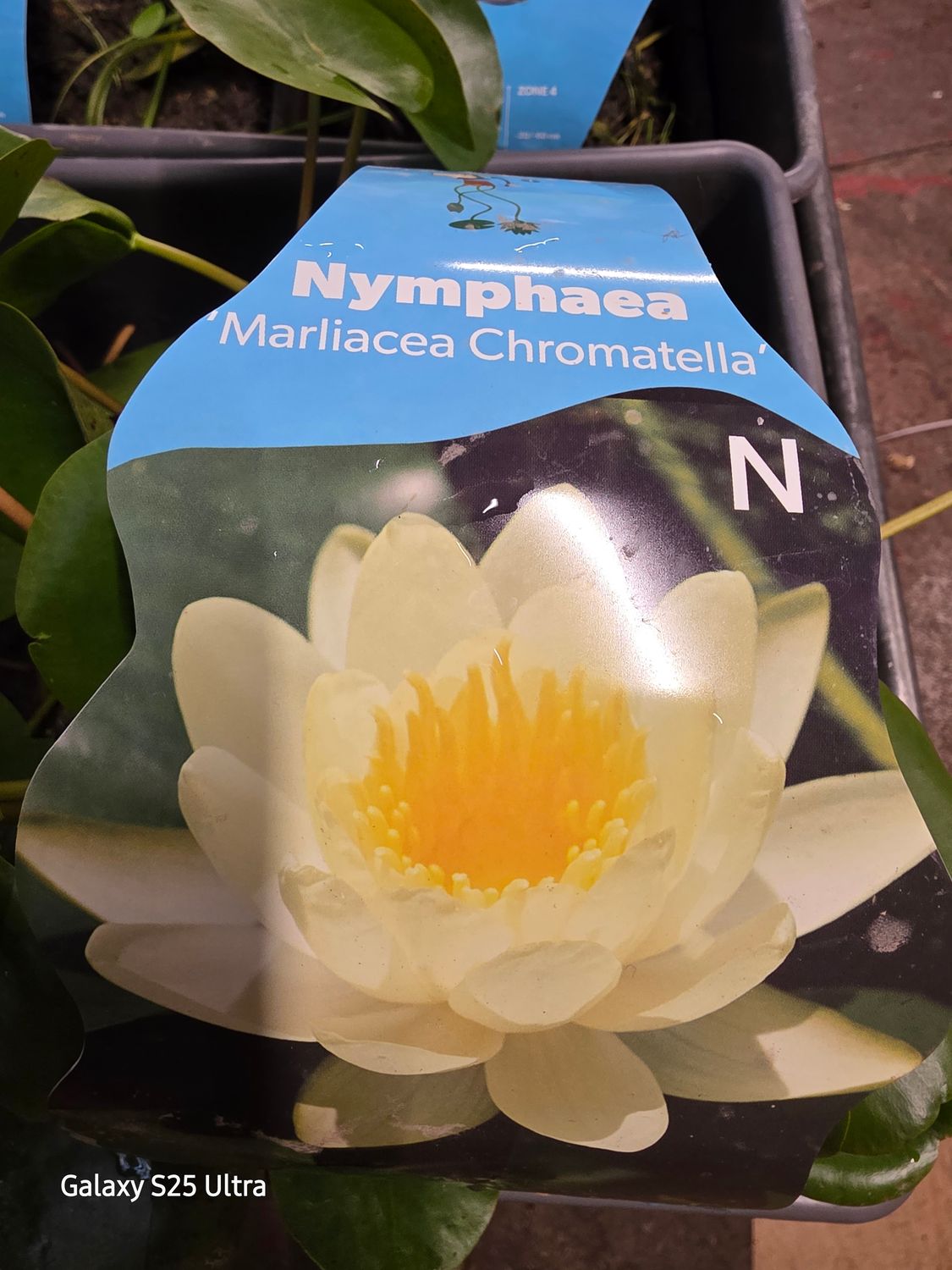 Nymphaea "Marliacea Chromatella"