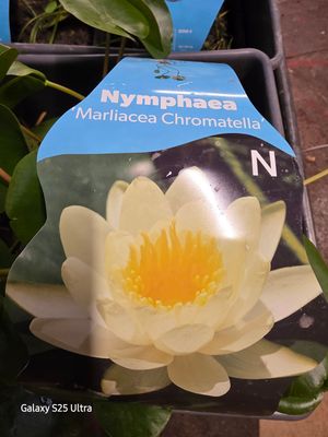 Nymphaea "Marliacea Chromatella"