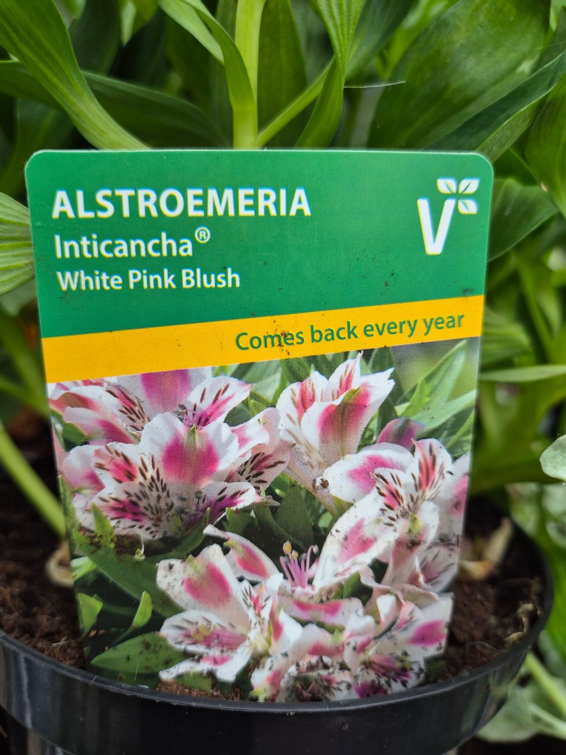 Alstroemeria Princess Lily White Pink Blush