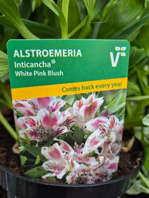 Alstromeria Dwarf Princess Lily White Pink Blush flowers non stop from June until October ..Good in pots or beds ...Winter hardy and lasts for years Alstromeria Dwarf Princess Lily White Pink Blush flowers non stop from June until October ..Good in pots or beds ...Winter hardy and lasts for years