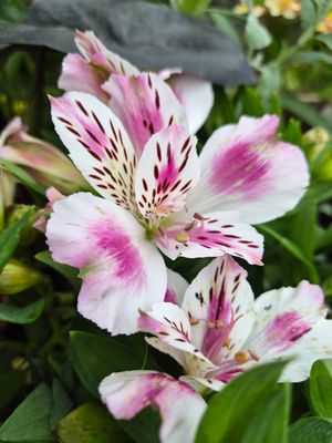 Alstromeria Dwarf Princess Lily White Pink Blush flowers non stop from June until October ..Good in pots or beds ...Winter hardy and lasts for years