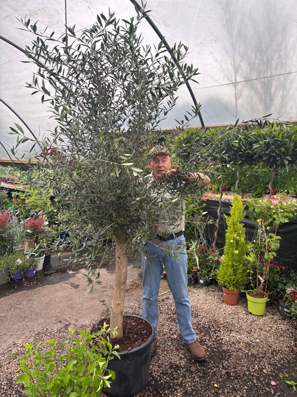 XXXL Olive Tree
