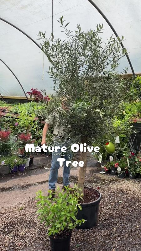XXXL Olive Tree