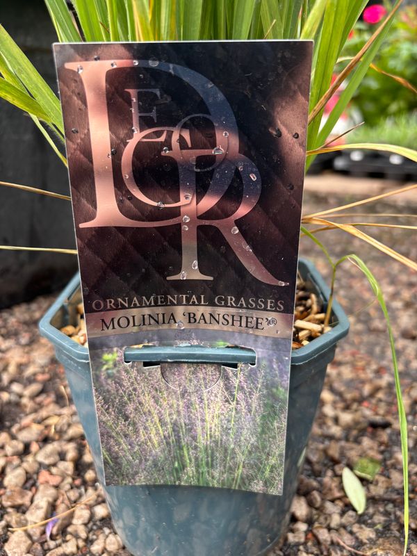 Molinia Banshee ..Hardy and compact grass with changing airy purple spikes . The foliage and stems turn golden in autumn..Holds seed heads well into the winter Molinia Banshee ..Hardy and compact grass with changing airy purple spikes . The foliage and stems turn golden in autumn..Holds seed heads well into the winter