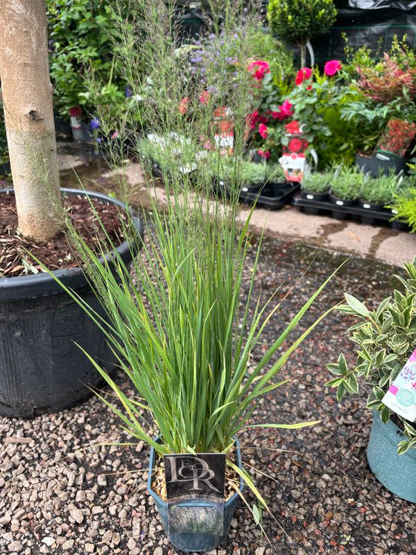 Molinia Banshee ..Hardy and compact grass with changing airy purple spikes . The foliage and stems turn golden in autumn..Holds seed heads well into the winter