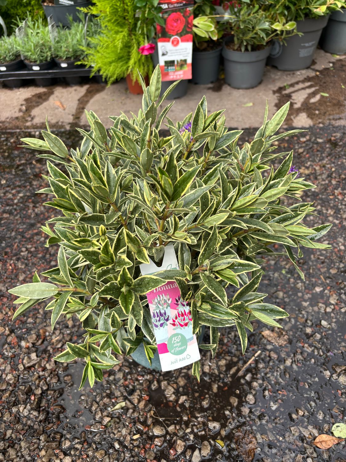Hebe ''Donna Varia Wild Blue''  . Hebe Donna .neat evergreen compact shrub with colorful foliage and months of purple flowers.Planting time is from now .Good in pots or beds in a sunny sheltered spot.