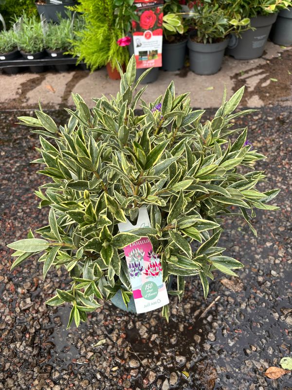 Hebe ''Donna Varia Wild Blue'' . Hebe Donna .neat evergreen compact shrub with colorful foliage and months of purple flowers.Planting time is from now .Good in pots or beds in a sunny sheltered spot. Hebe ''Donna Varia Wild Blue'' . Hebe Donna .neat evergreen compact shrub with colorful foliage and months of purple flowers.Planting time is from now .Good in pots or beds in a sunny sheltered spot.
