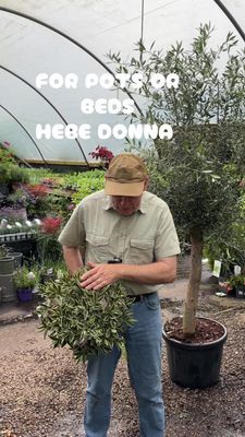 Hebe ''Donna Varia Wild Blue'' . Hebe Donna .neat evergreen compact shrub with colorful foliage and months of purple flowers.Planting time is from now .Good in pots or beds in a sunny sheltered spot.