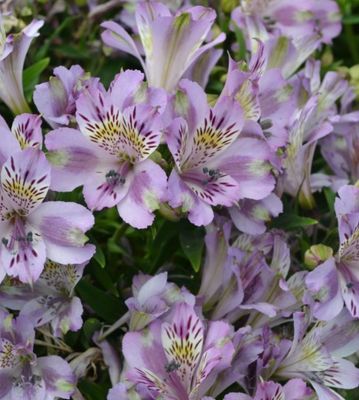 Alstroemeria Princess Lily Ocean (Pruned back to help it establish)Dwarf Princess Lily ,pink /lavender non stop from June until October Good in pots or beds ...Winter hardy and lastslave Alstroemeria Princess Lily Ocean (Pruned back to help it establish)Dwarf Princess Lily ,pink /lavender non stop from June until October Good in pots or beds ...Winter hardy and lastslave