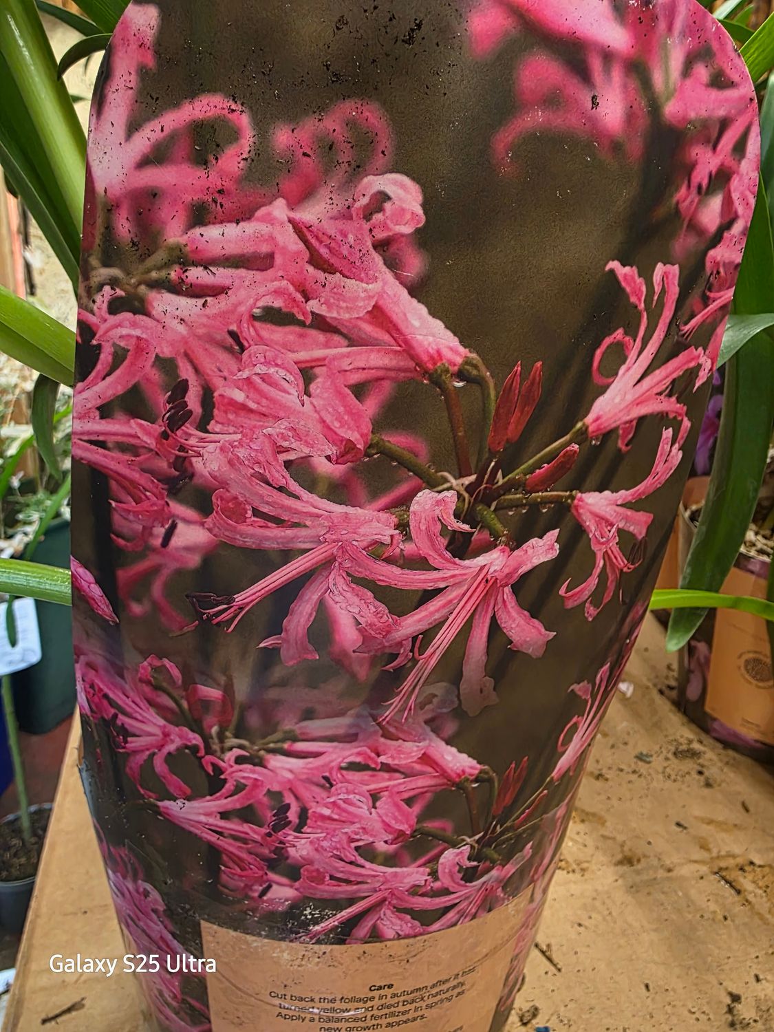 Nerine bowden "Amandi"