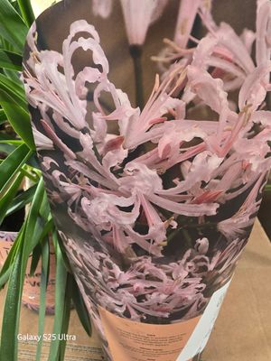 Nerine bo. "Vesta"