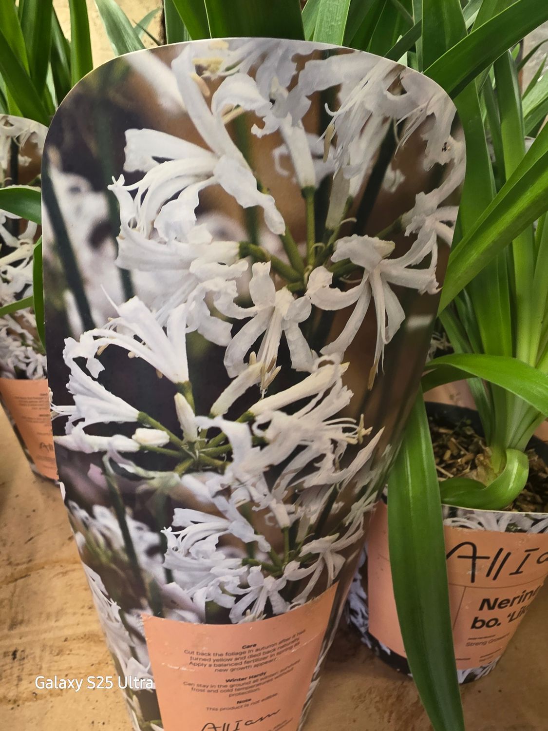 Nerine bo. "LIKE A VIRGIN"