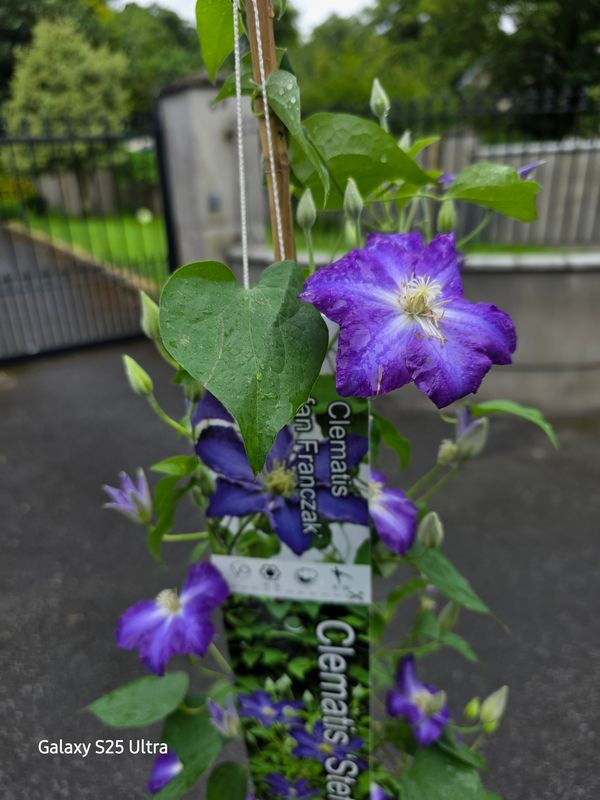 Clematis ''STEFAN FRANCZAK'' XL size Clematis ''STEFAN FRANCZAK'' XL size climber for wall ,fence or arch . Medium size purple flowers with a white centre in summer early autumn .