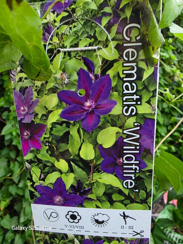 Clematis ''Wildfire''