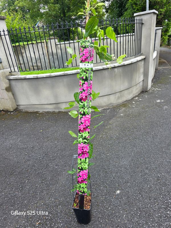 Clematis ''MY BEAUTY''