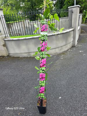 Clematis ''MY BEAUTY''