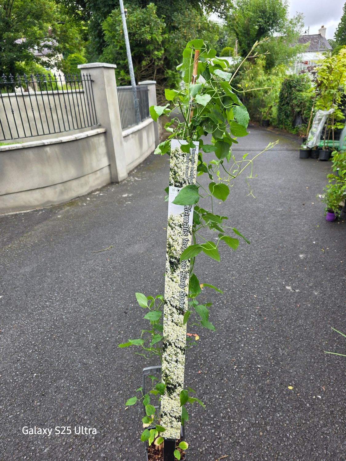 Clematis Early Snow ,smothered in small white flowers in summer and autumn Vigorous climber for wall ,fence or arch . Lovely in trees or hedge .Good in pots or beds .
