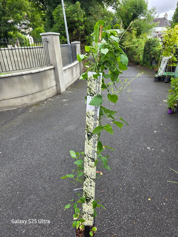 Clematis Early Snow ,smothered in small white flowers in summer and autumn Vigorous climber for wall ,fence or arch . Lovely in trees or hedge .Good in pots or beds . Clematis Early Snow ,smothered in small white flowers in summer and autumn Vigorous climber for wall ,fence or arch . Lovely in trees or hedge .Good in pots or beds .