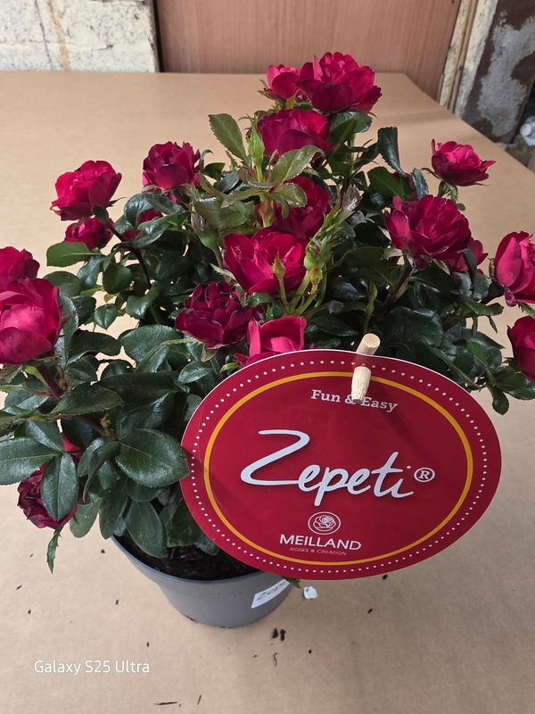 Rose "Zepeti"