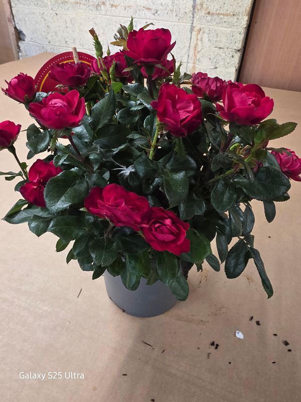 Rose "Zepeti"