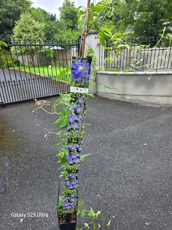 Clematis''Copernicus''