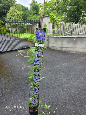 Clematis''Copernicus''
