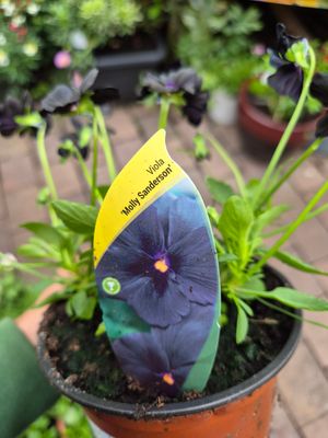 Viola Molly Sanderson