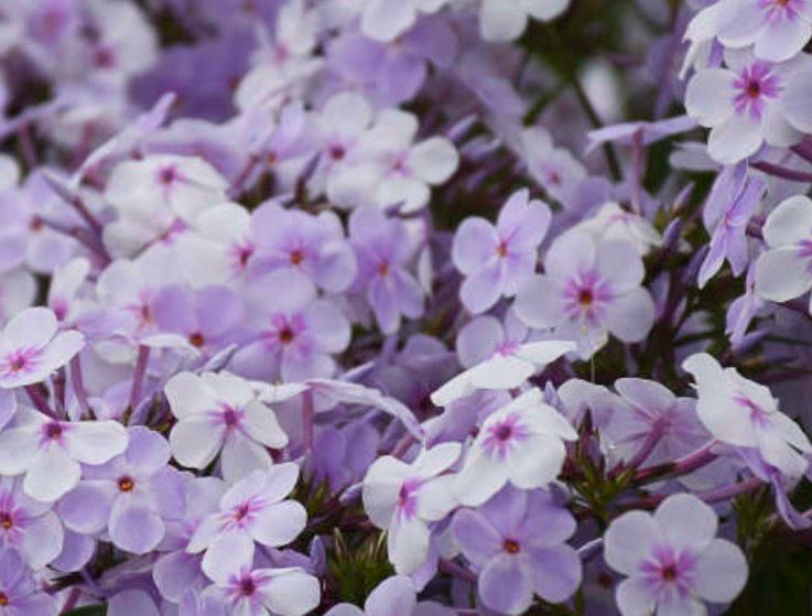 Phlox “Opening Act Pink A Dot “.  mildew resistant. Near white  flowers with a central pink star pattern . Flowers for months winter hardy. Last for years.