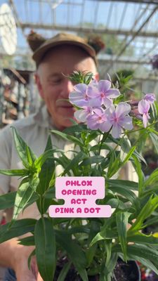 Phlox “Opening Act Pink A Dot “. mildew resistant. Near white flowers with a central pink star pattern . Flowers for months winter hardy. Last for years.