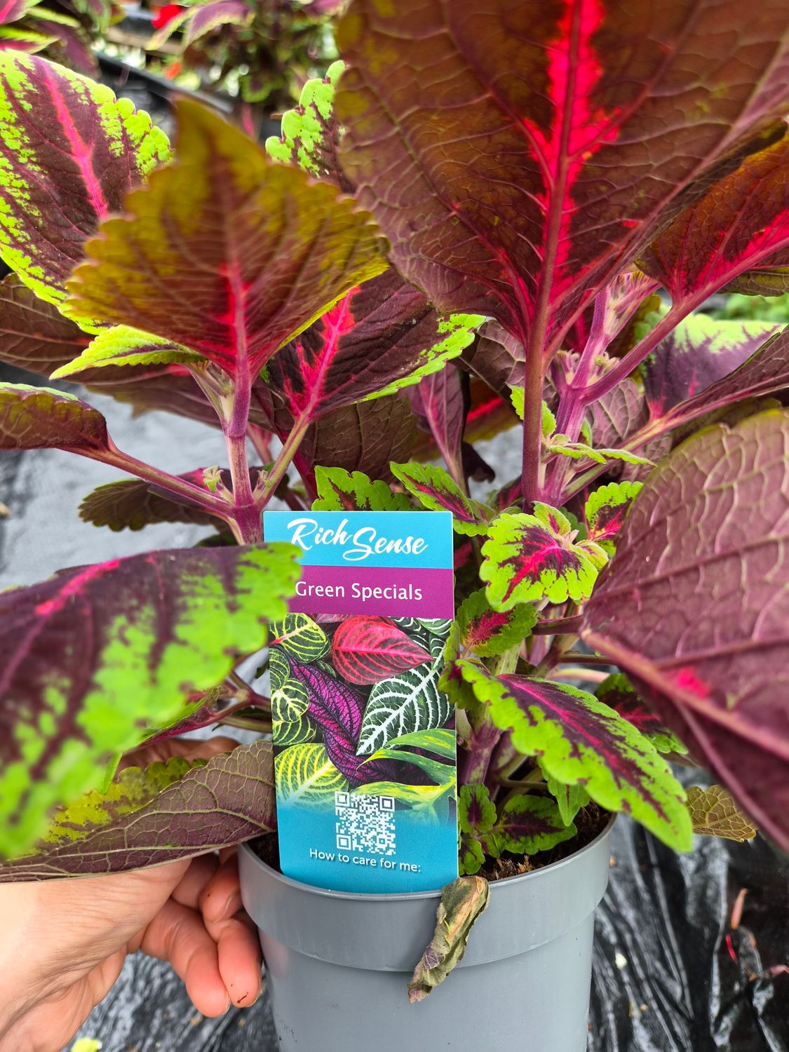 Coleus Red Flame