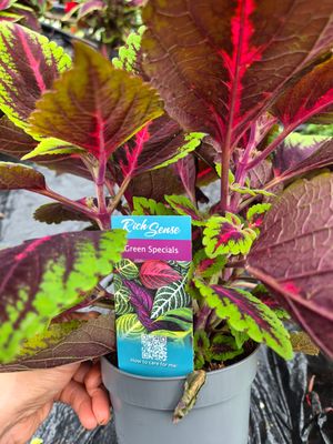 Coleus Red Flame