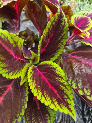 Coleus Red Flame