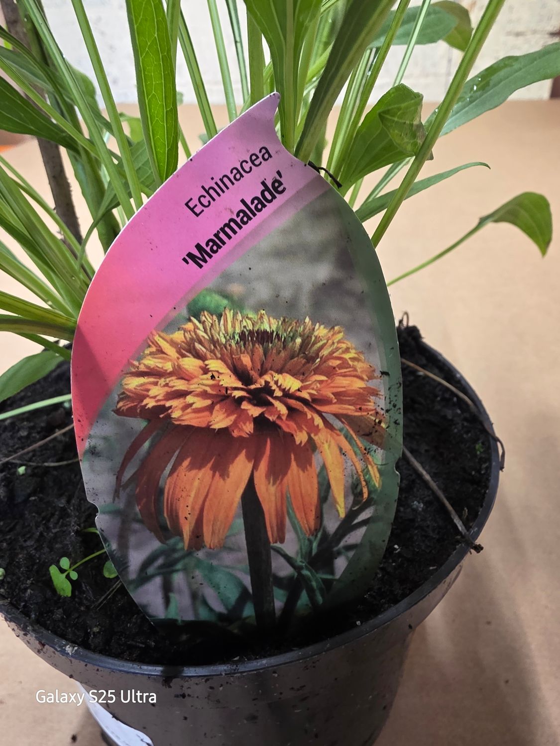 Echinacea ''MARMALADE''