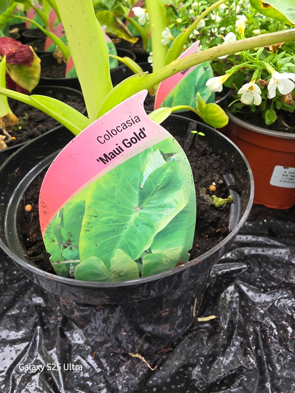 Colocasia - "Maui Gold" enormous gold leaves for a tropical look . Lovely in pots on a sheltered deck or patio