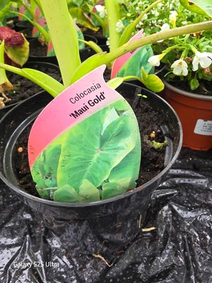 Colocasia - "Maui Gold" enormous gold leaves for a tropical look . Lovely in pots on a sheltered deck or patio