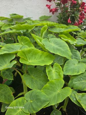 Colocasia - "Maui Gold" enormous gold leaves for a tropical look . Lovely in pots on a sheltered deck or patio