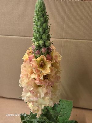 Verbascum "Petticoats"
