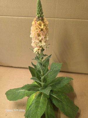 Verbascum "Petticoats"