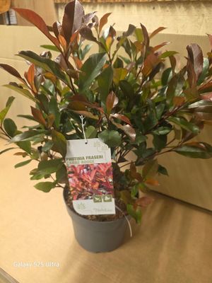 Photinia Carre Rouge