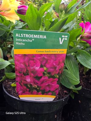 Alstromeria Inticancha "Machu"
