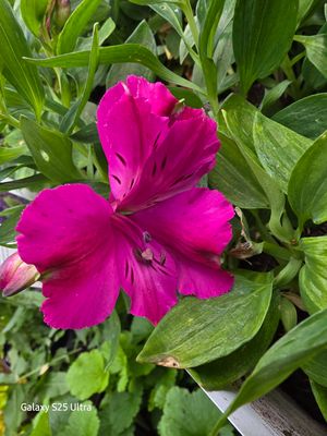 Alstromeria Inticancha "Machu"