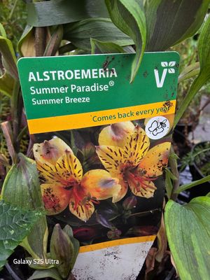 Alstromeria Summer Paradise-Summer Breeze