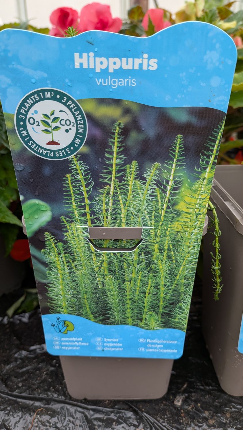 Hipppuris Vulgaris Oxygenator