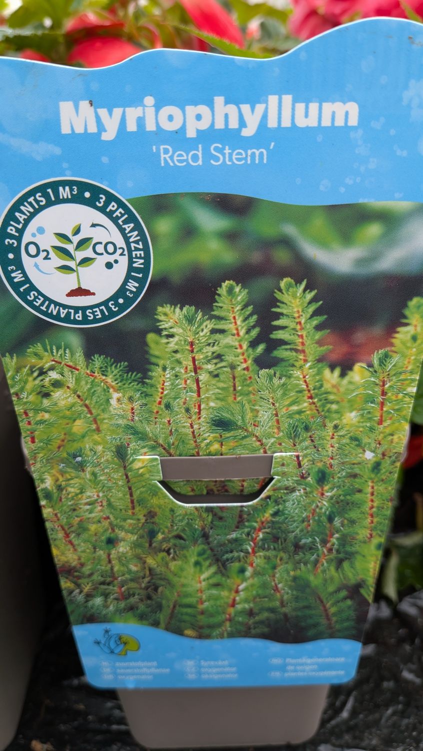 Myriophyllum Red Stem Oxygenator