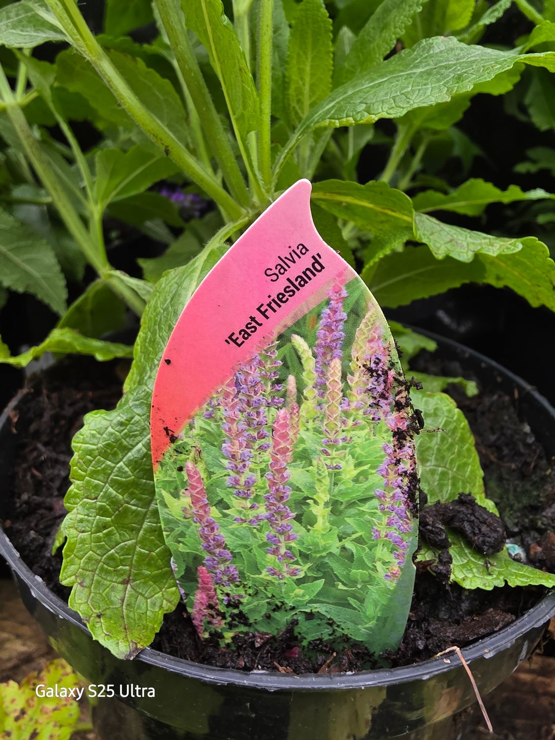 Salvia "East Friesland"