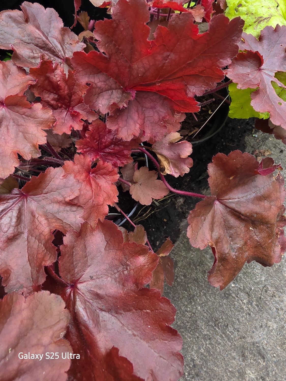 Heuchera Fire Chief ..Coral Bells with evergreen wine coloured foliage and pink /white flowers. Good in pots or beds .